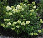 fotografie Záhradné kvety Lata Hortenzie, Strom Hortenzie (Hydrangea paniculata), zelená