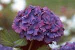fotografie Záhradné kvety Obyčajný Hortenzie, Bigleaf Hortenzie, Francúzske Hortenzie (Hydrangea hortensis), fialový