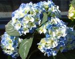 Photo Garden Flowers Common hydrangea, Bigleaf Hydrangea, French Hydrangea (Hydrangea hortensis), light blue