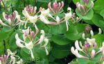 სურათი ბაღის ყვავილები ცხრატყავა (Lonicera caprifolium), ვარდისფერი