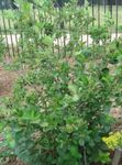 Foto Gartenblumen Schwarze Apfelbeere (Aronia), weiß