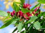 fotografie Záhradné kvety Tatarian Zimolez (Lonicera tatarica), červená