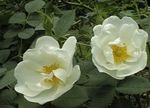 фота Садовыя Кветкі Ружы Паркавыя (Rosa), белы