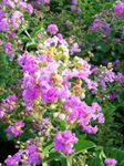 Фото Садовые Цветы Лагерстремия индийская (Lagerstroemia indica), сиреневый