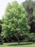 Fil Trädgårdsblommor Tulpanträd, Gul Poppel, Tulpan Magnolia, Gran (Liriodendron tulipifera), gul