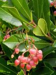 Fil Trädgårdsblommor Jordgubb Träd (Arbutus), rosa