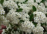 Photo les fleurs du jardin Firethorn Écarlate (Pyracantha coccinea), blanc