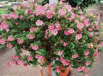 foto Flores do Jardim Cape Malva (Anisodontea capensis), rosa