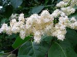 fotografie Záhradné kvety Syringa Amurensis , biely