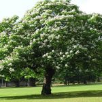 zdjęcie Ogrodowe Kwiaty Południowe Katalpa, Catawba, Indyjskiego Drzewa Świętojańskiego (Catalpa bignonioides), biały