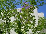 снимка Златна Капка Роса, Небе Цвете, Гълъби Бери (Duranta erecta, Duranta plumieri), светло синьо