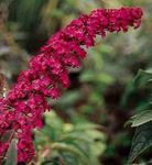 სურათი ბაღის ყვავილები პეპელა ბუში, ზაფხულში იასამნისფერი (Buddleia), წითელი