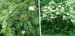 снимка Градински цветове Общата Бъз, Червено-Затрупаната Бъз (Sambucus), бял