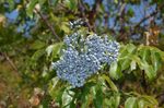 Foto Dārza Ziedi Kopējā Vecākais, Sarkano Ikriem Vecākais (Sambucus), gaiši zils