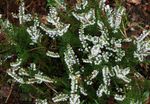 Photo les fleurs du jardin Bruyère (Calluna), blanc