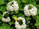 Bilde Hage blomster Lyng (Daphne), hvit
