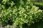 Photo Garden Flowers Buttonbush, Honey Bells, Honeyball, Button Willow (Cephalanthus), white