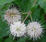 Foto Gartenblumen Button, Honig Glocken, Honeyball, Button Weide (Cephalanthus), weiß