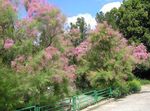 φωτογραφία Λουλούδια κήπου Αλμυρίκια, Athel Δέντρο, Αλάτι Κέδρος (Tamarix), ροζ