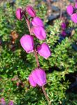 φωτογραφία Λουλούδια κήπου Irish Υγεία, St. Υγεία Dabeoc Του (Daboecia-cantabrica), ροζ