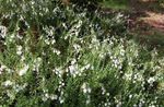 φωτογραφία Λουλούδια κήπου Irish Υγεία, St. Υγεία Dabeoc Του (Daboecia-cantabrica), λευκό