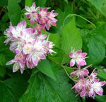 φωτογραφία Λουλούδια κήπου Deutzia , ροζ
