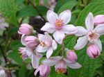 Foto Gartenblumen Deutzia , rosa