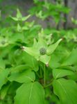 Nuotrauka Sodo Gėlės Kousa Sedula, Kinų Sedula, Japonų Sedula (Cornus-kousa), žalias