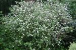φωτογραφία Λουλούδια κήπου Waxflower (Jamesia americana), λευκό