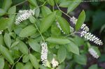 fotografie Záhradné kvety Waxflower (Jamesia americana), biely