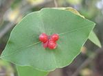 Foto Gartenblumen Gelb Geißblatt Reben (Lonicera prolifera), rot