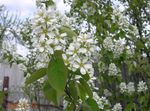 fotografie Záhradné kvety Muchovník, Zasnežený Mespilus (Amelanchier), biely
