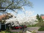 fotografija Vrtno Cvetje Shadbush, Zasneženih Mespilus (Amelanchier), bela