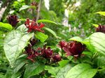 Arbusto Doce, Pimenta Da Jamaica Carolina, Arbusto De Morango, Bubby Arbusto, Doce Betsy