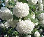 フォト 庭の花 ヨーロッパクランベリーガマズミ、欧州の雪だるまブッシュ、guelderのバラ (Viburnum), ホワイト