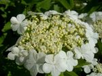 fotografie Záhradné kvety Európsky Brusnica Kalina, Európsky Lavinovému Bush, Kalina (Viburnum), biely