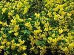 Photo les fleurs du jardin Baguenaudier (Colutea), jaune