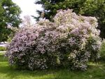 снимка Градински цветове Красота Буш (Kolkwitzia), розов