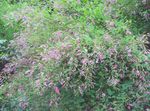 fotografie Gradina Flori Arbust Bush Trifoi (Lespedeza), roz