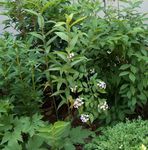 fotografie Zahradní květiny Bílá Zlatice, Korejština Abelia (Abelia coreana), bílá