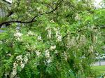 foto Flores do Jardim False Acaciaia (Robinia-pseudoacacia), branco