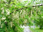 Foto Vrtne Cvjetovi Lažna Acaciaia (Robinia-pseudoacacia), bijela