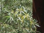 foto I fiori da giardino Oleastro, Ciliegia Silverberry, Goumi, Buffaloberry Argento (Elaeagnus), giallo