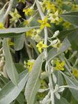 fotografie Záhradné kvety Oleaster, Čerešňa Silverberry, Gouma, Striebro Buffaloberry (Elaeagnus), žltá