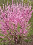 foto Tuin Bloemen Dubbele Sierkers, Bloeiende Amandelbomen (Louiseania, Prunus triloba), pink