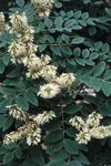 Foto Gartenblumen Asiatic Gelb, Amur Maackia , weiß