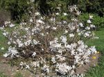 фота Садовыя Кветкі Магнолія (Magnolia), белы
