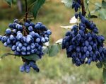 Nuotrauka Sodo Gėlės Oregonas Vynuogių, Oregonas Vynuogių Holly, Holly Salotinės Raugerškio (Mahonia), tamsiai mėlyna
