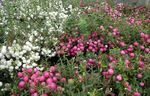 Photo bláthanna gairdín Wintergreen Sile (Pernettya, Gaultheria mucronata), bán