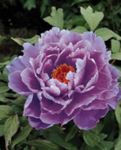 fotografie Záhradné kvety Strom Pivonka (Paeonia-suffruticosa), orgován